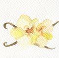 Fresh watercolor vanilla flower watercolor textured paper