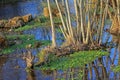 Fresh watercress in a brook