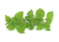 Fresh watercress isolated on white background Royalty Free Stock Photo