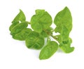 fresh watercress isolated on a white background Royalty Free Stock Photo