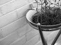 FRESH WATERCRESS SPROUT GROWING IN WHITE BOWL