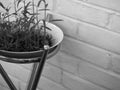 FRESH WATERCRESS SPROUT GROWING IN WHITE BOWL