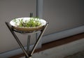 FRESH WATERCRESS SPROUT GROWING IN WHITE BOWL