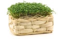 Fresh watercress in a woven basket