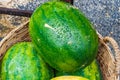 Fresh Watermelon in a basket, green and yellow watermelons in th Royalty Free Stock Photo