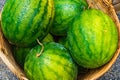 Fresh Watermelon in a basket, green and yellow watermelons in th Royalty Free Stock Photo