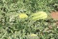 Fresh Watermelon on the field ready to harvest. Royalty Free Stock Photo