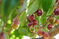 Fresh wax apple fruit