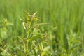 Fresh weed in rice fields