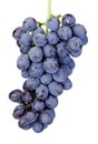 Fresh wet blue grapes isolated on white background Royalty Free Stock Photo