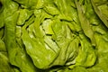 Fresh and wet butter lettuce background Royalty Free Stock Photo