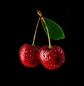 Fresh wet cherries Royalty Free Stock Photo