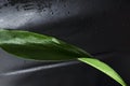 Fresh and wet exotic leaf against darl surface with water drops.Empty space Royalty Free Stock Photo