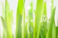 Fresh wet grass with big drop Royalty Free Stock Photo