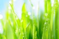 Fresh wet grass in sun rays Royalty Free Stock Photo