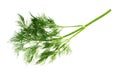 Fresh wet green twig of dill herb cutout on white Royalty Free Stock Photo