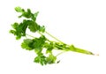 Fresh wet green twig with leaves of cilantro herb Royalty Free Stock Photo