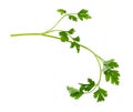 fresh wet green twig with leaves of parsley herb Royalty Free Stock Photo