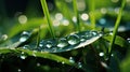 A Fresh Wet Leaf Clover With Dew Drops on Its Leaves Early Morning Mist Selective Focus