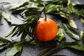 Fresh wet mandarin with green leaves against a dark background Royalty Free Stock Photo