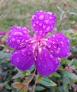 Fresh wet purple flower. Melastoma malabathricum. Senggani flower.