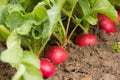 Fresh Wet Radish In Ground Growing In Garden. Royalty Free Stock Photo