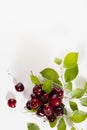 Fresh wet ripe red cherry in plastic box with green leaves, water drops on white wood board, top view, copy space, vertical, juicy Royalty Free Stock Photo
