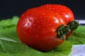 Fresh Wet Tomatoes on Greens Royalty Free Stock Photo