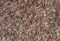 Fresh wet wood chip from pine tree, nature texture Royalty Free Stock Photo