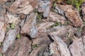 Fresh wet wood chip from pine tree, texture background. Royalty Free Stock Photo