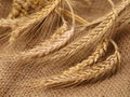 fresh wheat ears on burlap sack, close up
