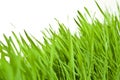 Fresh wheat grass Royalty Free Stock Photo