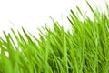 Fresh wheat grass