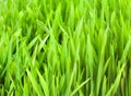 Fresh Wheat Grass