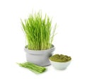 Fresh wheat grass in pot with powder on white background Royalty Free Stock Photo