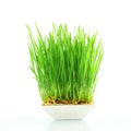 Fresh wheat grass sprouted in white background Royalty Free Stock Photo