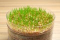 Fresh wheat grass in sprouter on table Royalty Free Stock Photo