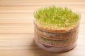 Fresh wheat grass in sprouter on table Royalty Free Stock Photo