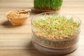 Fresh wheat grass in sprouter on table Royalty Free Stock Photo