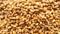 Fresh wheat seeds closeup picture