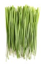 Fresh wheatgrass, bunch sprouted first leaves of common wheat Royalty Free Stock Photo