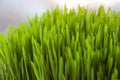 Fresh wheatgrass for juicing