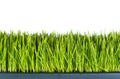 Fresh wheat grass over white background Royalty Free Stock Photo