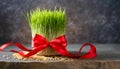 Fresh Wheatgrass with red ribbon Front View. Traditional Persian New Year Wheatgrass Royalty Free Stock Photo