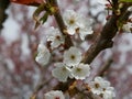 Fresh white apple blossom growing on the branch of a tree in an orchard with sprouting new leaves symbolic of spring and the chang