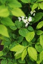 The Fresh White Buds after the Rain in the Summer Garden