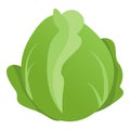 Fresh white cabbage head isolated