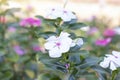 Fresh white catharanthus roseus or Madagascar periwinkle flower bloom in the garden on. Royalty Free Stock Photo