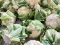 Fresh White Cauliflower Heads Royalty Free Stock Photo