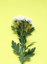 Fresh White chrysanthemum flowers on the yellow background. Royalty Free Stock Photo